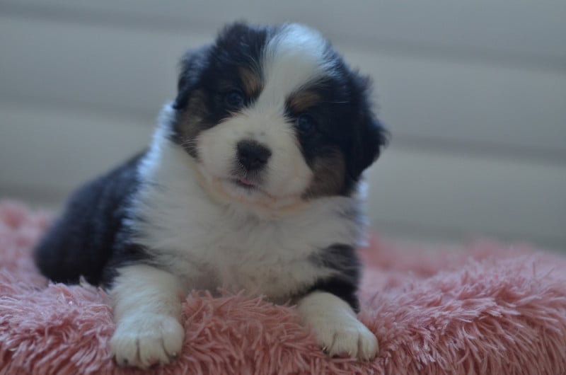 Berger Australien - Opal Aussie