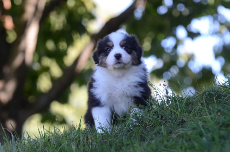 Berger Australien - Opal Aussie