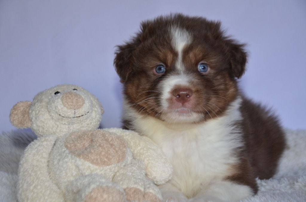 Opal Aussie - Berger Australien - Portée née le 01/12/2018