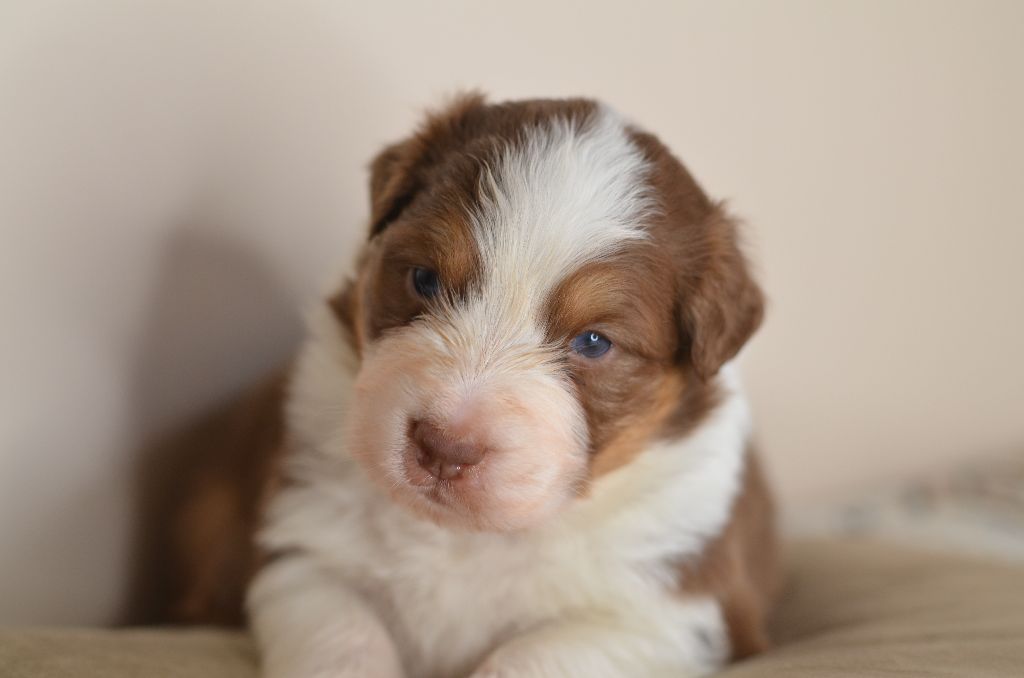 chiot Berger Australien Opal Aussie