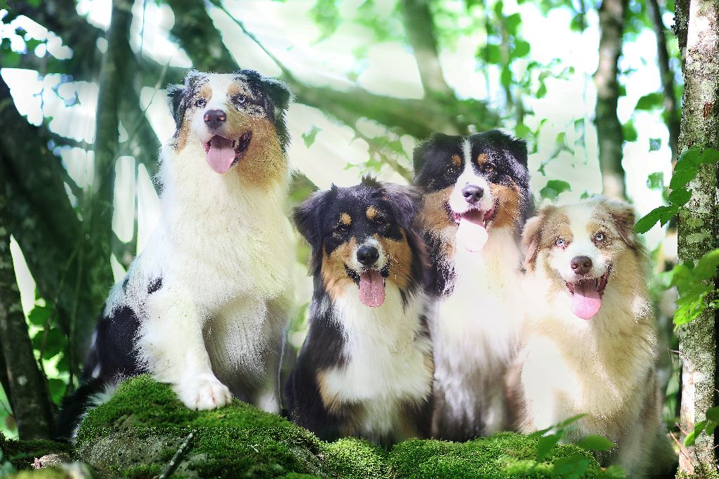 Accueil Elevage Opal Aussie Eleveur De Chiens Berger