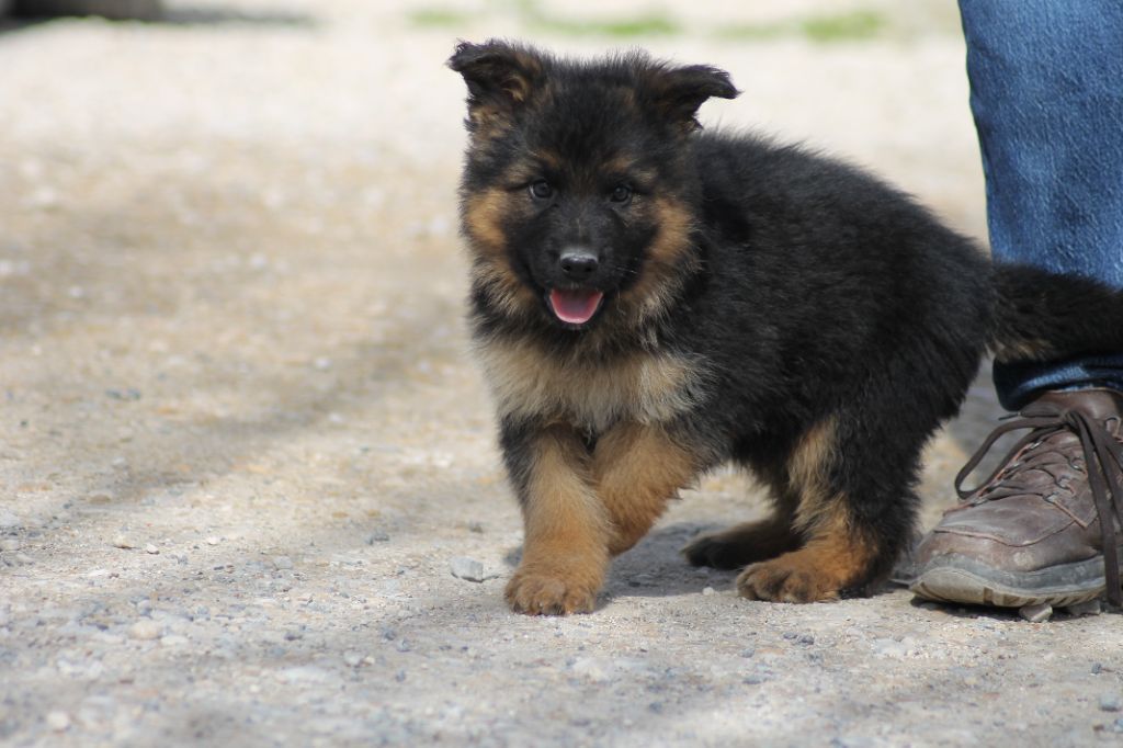 TAZ