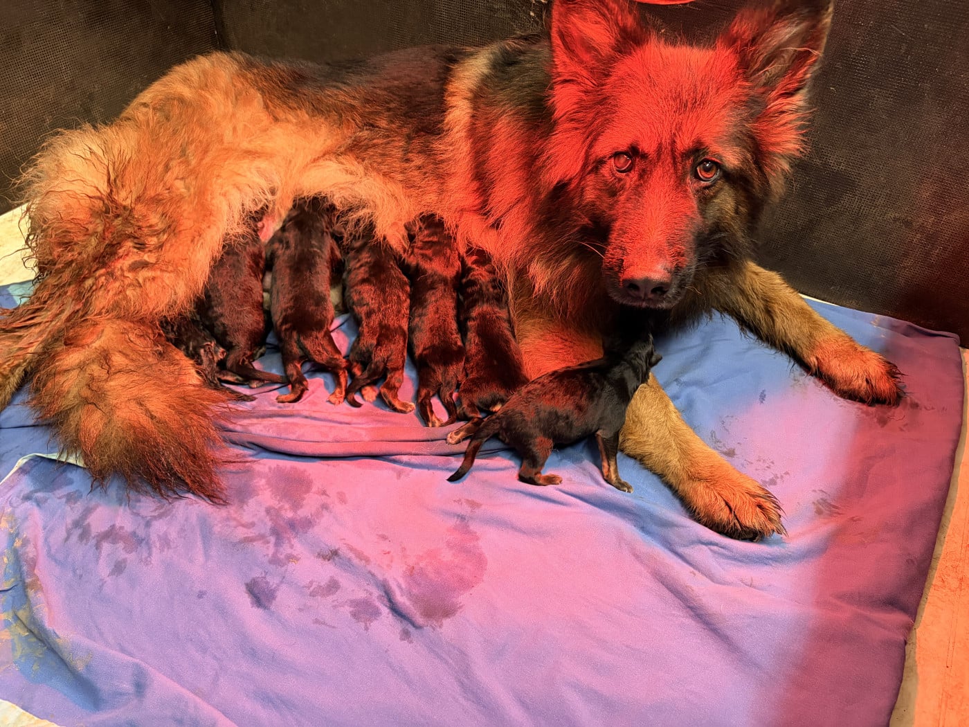 Berger Allemand Poil Long - des Plaines de Champagne