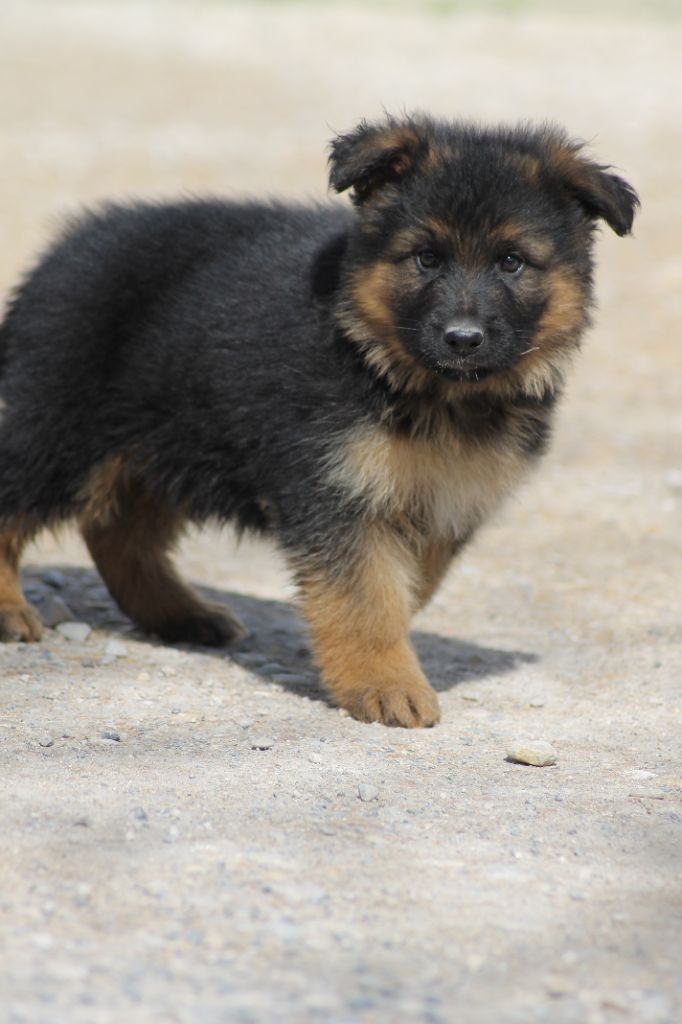 TAZ