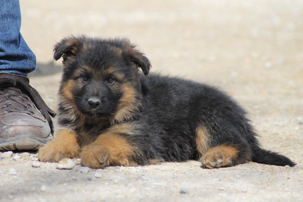 TAZ