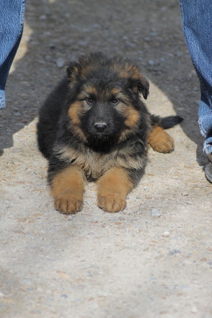 TAZZ