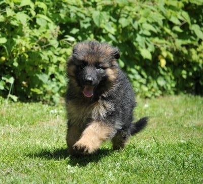 Les chiots de Berger Allemand Poil Long