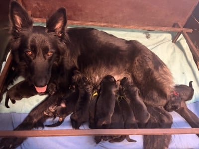 Les chiots de Berger Allemand Poil Long