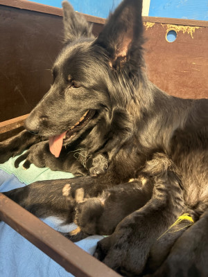 Les chiots de Berger Allemand Poil Long