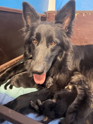 Les chiots de Berger Allemand Poil Long