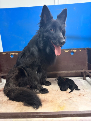Les chiots de Berger Allemand Poil Long
