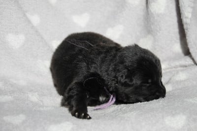 Les chiots de Berger Allemand Poil Long
