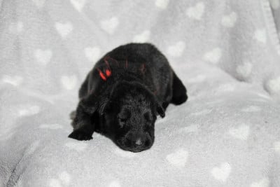 Les chiots de Berger Allemand Poil Long