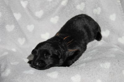 Les chiots de Berger Allemand Poil Long