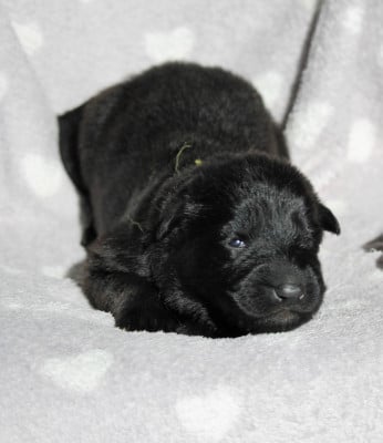 Les chiots de Berger Allemand Poil Long