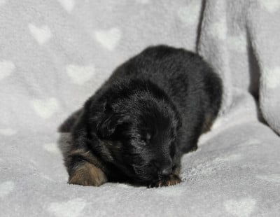 Les chiots de Berger Allemand Poil Long