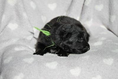 Les chiots de Berger Allemand Poil Long