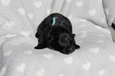 Les chiots de Berger Allemand Poil Long