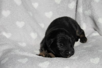 Les chiots de Berger Allemand Poil Long