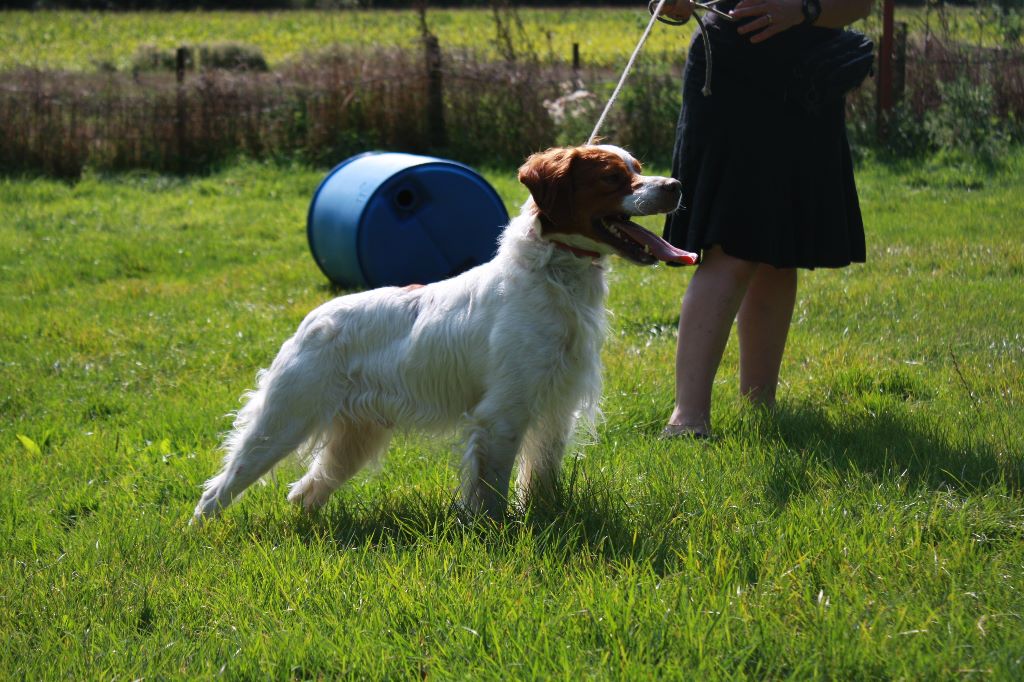 New look du Bois de Buisseret - 3 ex