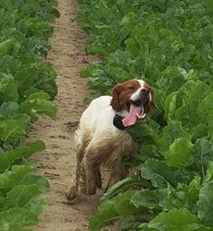 New look du Bois de Buisseret - CQN