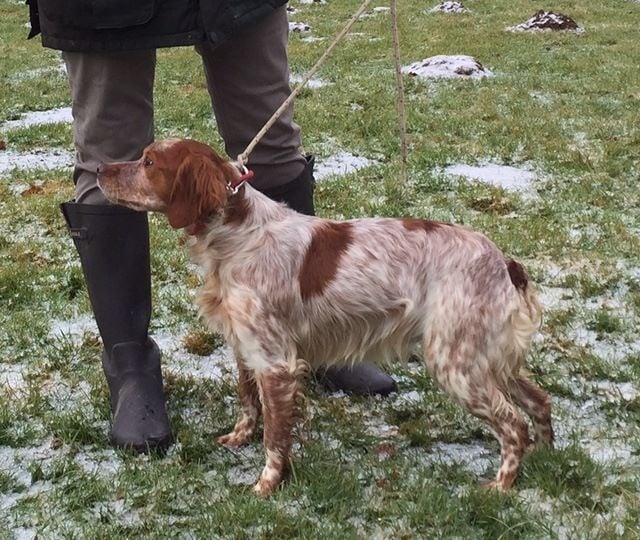 Oggy du Bois de Buisseret - tsc