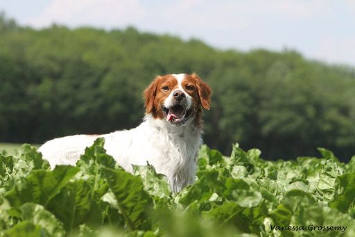 New look du Bois de Buisseret - CQN