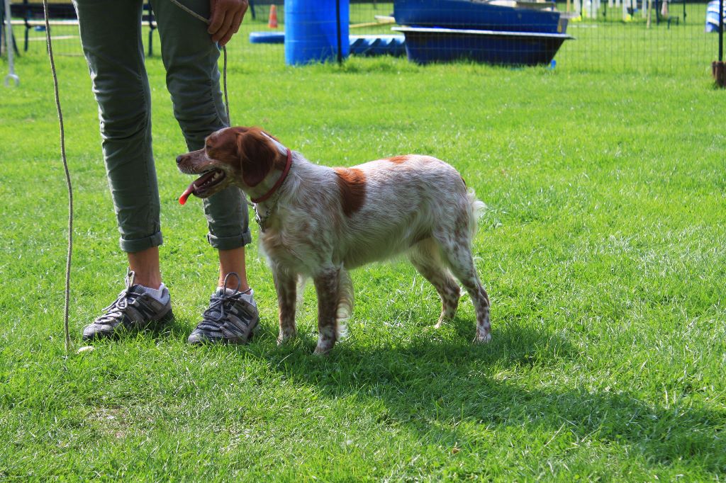 Oggy du Bois de Buisseret - 2 TB