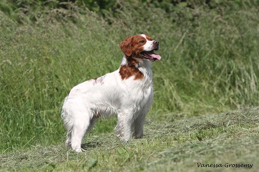 New look du Bois de Buisseret - 2 Ex