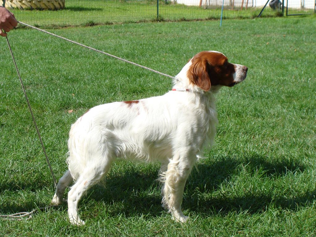 New look du Bois de Buisseret - 1 EX