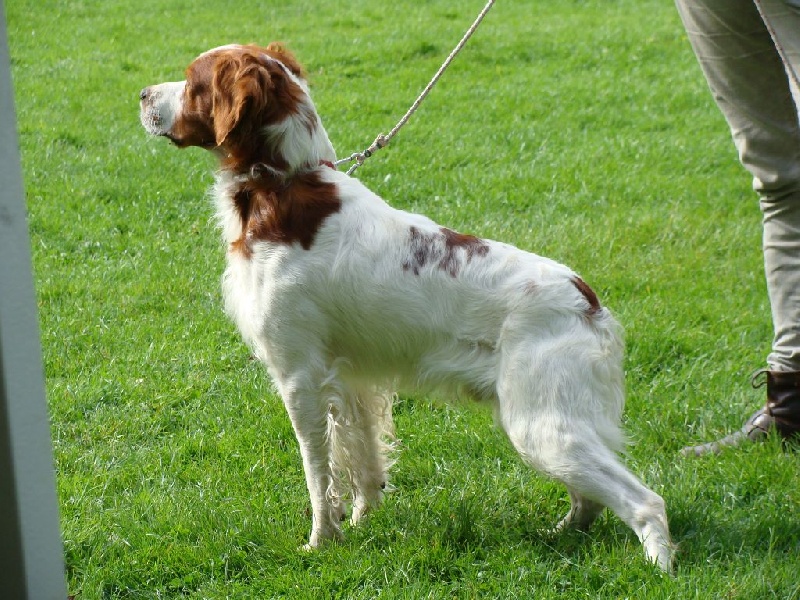 New look du Bois de Buisseret - 1 EX CAC-BOB