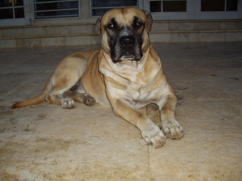 Publication : de Can Bourbon