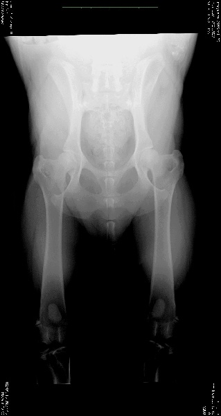 Publication : de Can Bourbon Auteur : can bourbon kennel