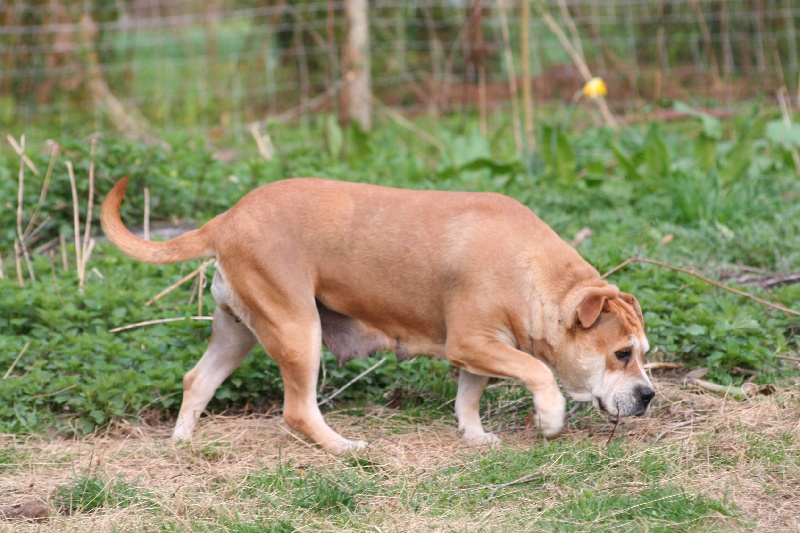 Publication : de Can Bourbon