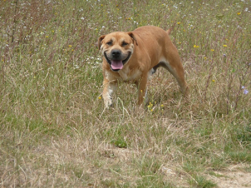 Publication : de Can Bourbon Auteur : can bourbon