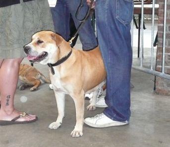 Publication : de Can Bourbon