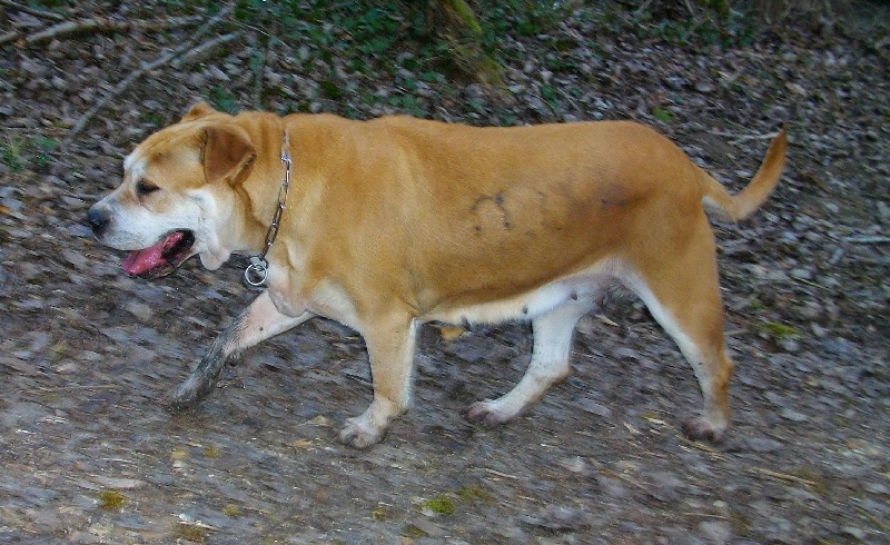 Publication : de Can Bourbon