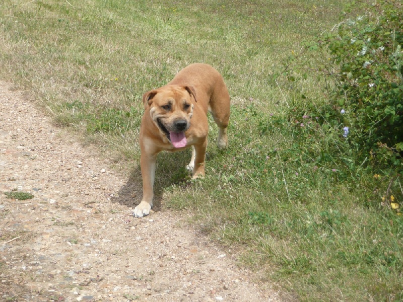 Publication : de Can Bourbon Auteur : can bourbon