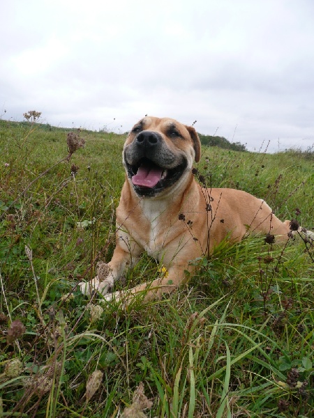 Publication : de Can Bourbon Auteur : can bourbon