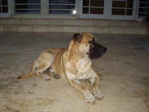 Publication : de Can Bourbon