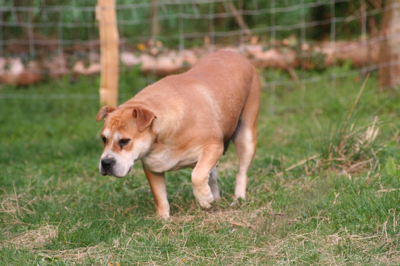 Publication : de Can Bourbon