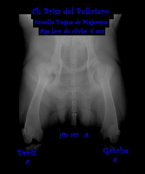 Publication : de Can Bourbon