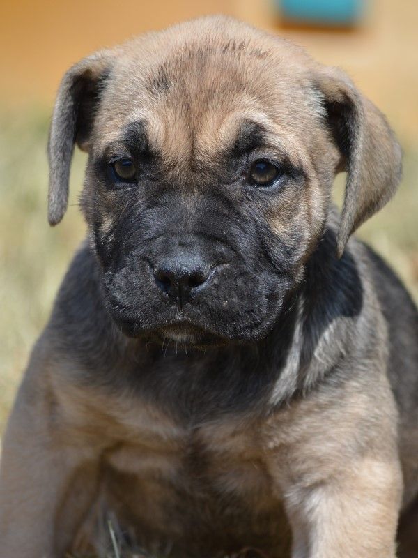 Accueil Dogue De Majorqueca De Bou Elevage De Can Bourbon