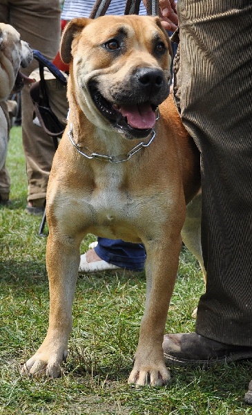 E'ladilafe de Can Bourbon - 2 eme excellent