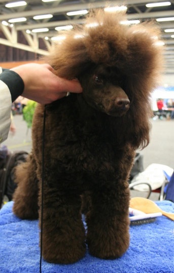 CH. Banana split Made by Paillotte - CAC Jeune, BOB Jeune