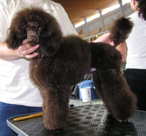 CH. Banana split Made by Paillotte - P