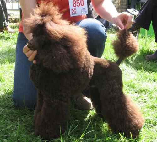 CH. Banana split Made by Paillotte - CACS, BOB