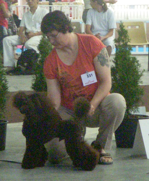 CH. Banana split Made by Paillotte - CACS, CACIB, BOB