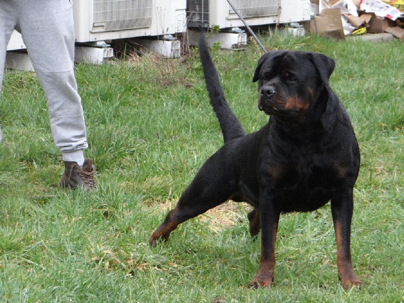 Publication : du rocher de Mutzig Auteur : Von Juan