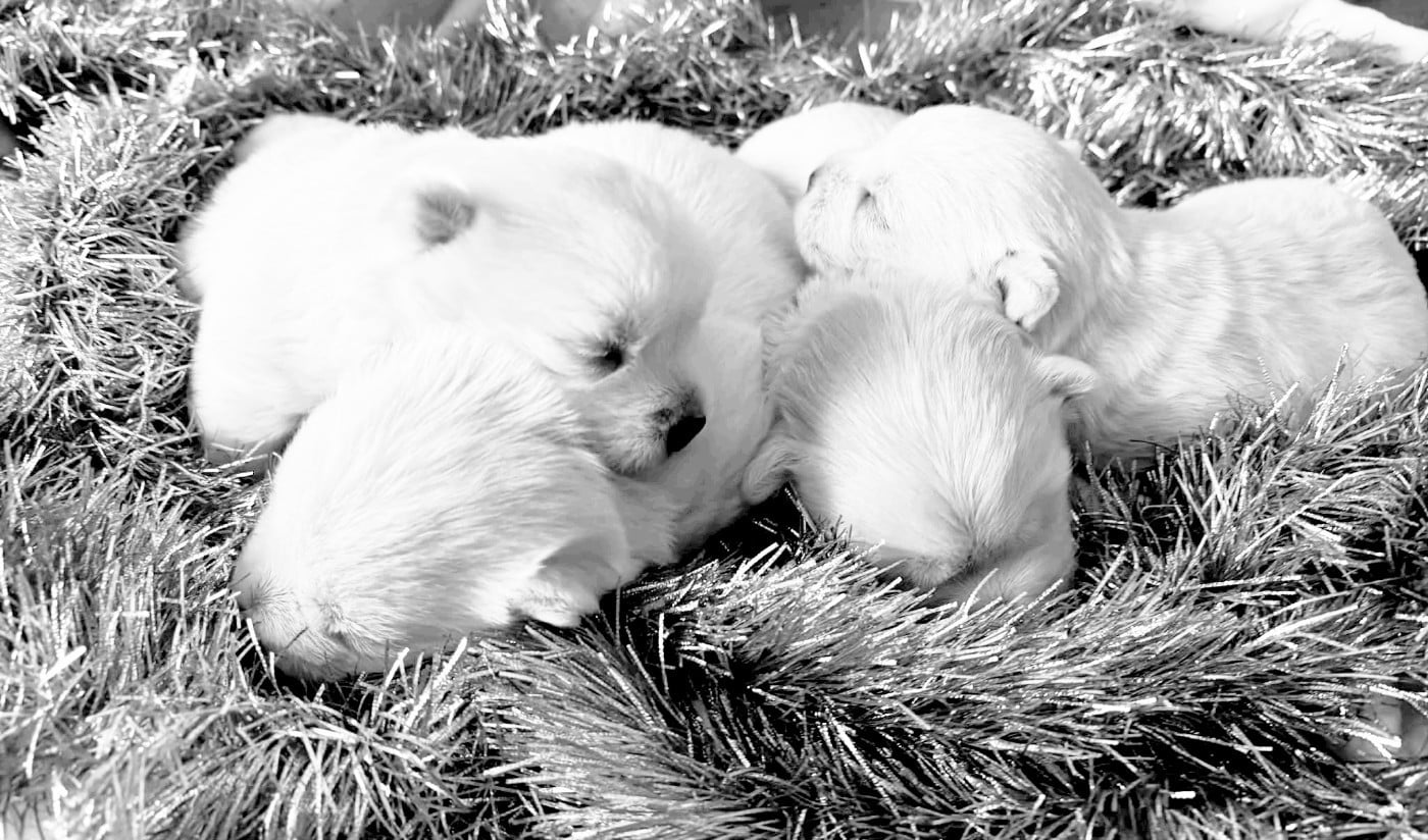 West Highland White Terrier - de Lady Pendora